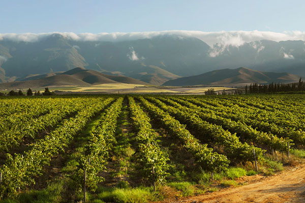 Vineyards in South Africa